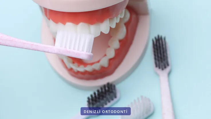 Diş modeli üzerinde fırçalama gösterimi ve yanında farklı diş fırçaları